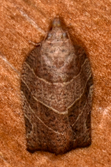 Pandemis limitata