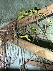 Trimeresurus albolabris