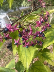 Clerodendrum