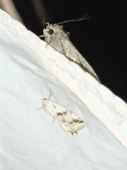 Eublemma porphyrinia