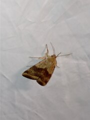 Heliothis adaucta