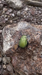 Chrysina erubescens