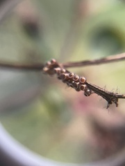Podisus maculiventris