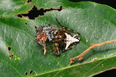 Verrucosa scapofracta