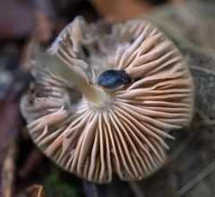 Pluteus