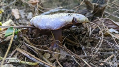 Cortinarius violaceus