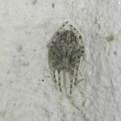Larinioides ixobolus