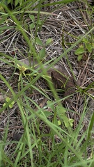Incilius occidentalis