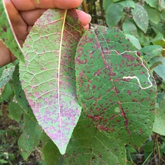 Pucciniastrum areolatum