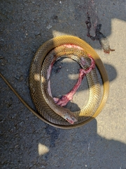 Psammophis mossambicus