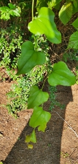 Smilax bona-nox