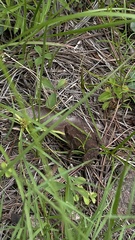 Incilius occidentalis