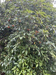 Pittosporum
