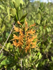 Platanthera ciliaris