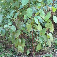 Pucciniastrum areolatum