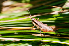 Paroxya