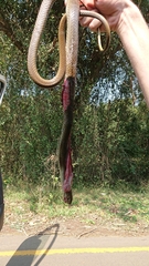 Psammophis mossambicus
