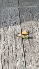 Melanoplus bivittatus