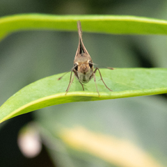 Borbo cinnara
