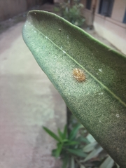 Henosepilachna vigintioctopunctata