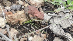 Incilius occidentalis