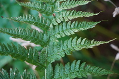 Dryopteris carthusiana