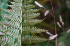 Dryopteris carthusiana