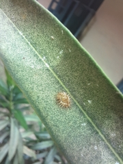 Henosepilachna vigintioctopunctata