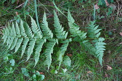 Dryopteris carthusiana