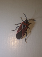 Neacoryphus bicrucis