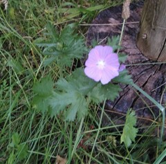 Malva moschata