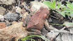 Incilius occidentalis