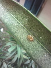 Henosepilachna vigintioctopunctata