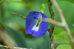 Clitoria ternatea