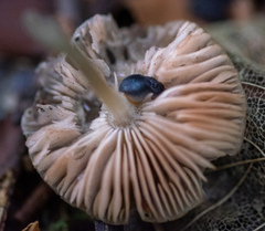 Pluteus
