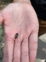 Acmaeodera disjuncta