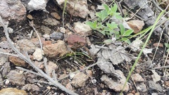 Incilius occidentalis