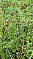 Equisetum variegatum