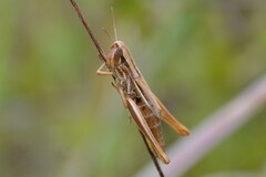 Euchorthippus declivus