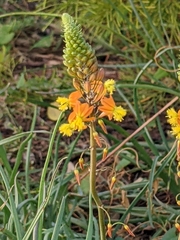 Angiospermae