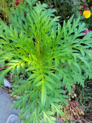 Cosmos sulphureus