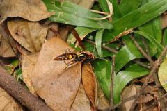Polistes versicolor