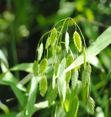 Chasmanthium
