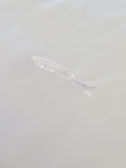 Mugilidae