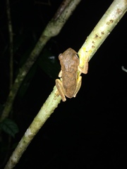 Ptychohyla hypomykter