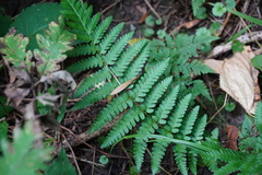 Dryopteris filix-mas