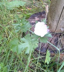 Malva moschata