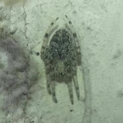 Larinioides ixobolus