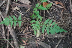 Dryopteris carthusiana