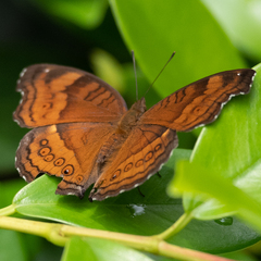 Junonia hedonia